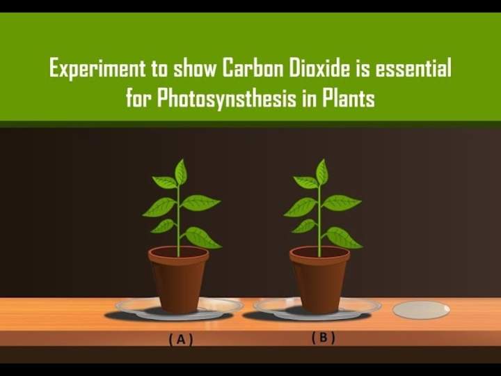 Carbon dioxide is necessary for photosynthesis in plants with simple