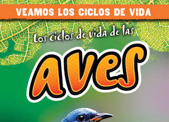 Los ciclos de vida de las aves (Bird Life Cycles)