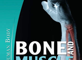 Bone and Muscle