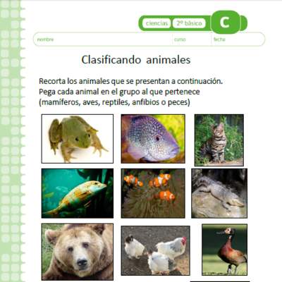 Clasificando animales