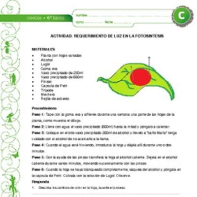 Requerimiento de luz en la fotosíntesis