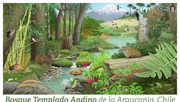 Afiche Bosque Templado Andino de la Araucanía