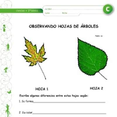 Observación de hojas