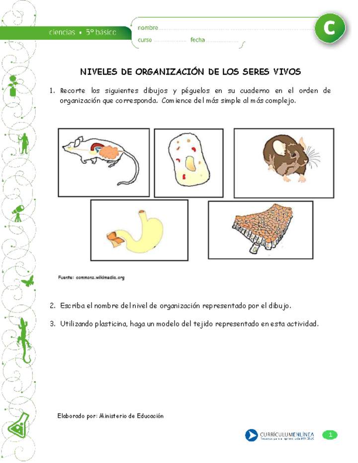 Niveles De Organización De Los Seres Vivos Curriculum Nacional Mineduc Chile 