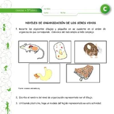 Niveles de organización de los seres vivos