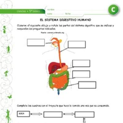 El sistema digestivo