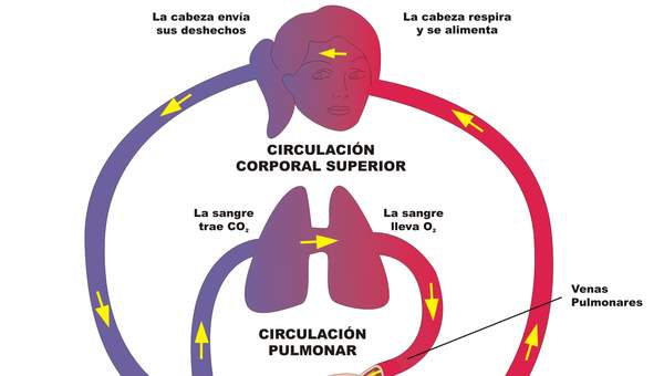 Circulación doble