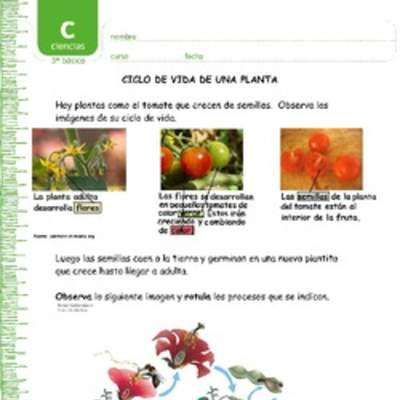 Ciclo de vida de una planta