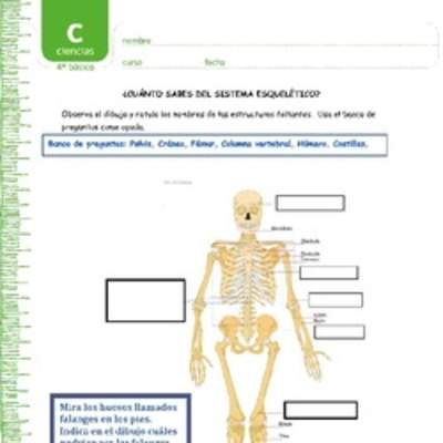 ¿Cuánto sabes del sistema esquelético?