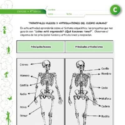 Principales huesos y articulaciones