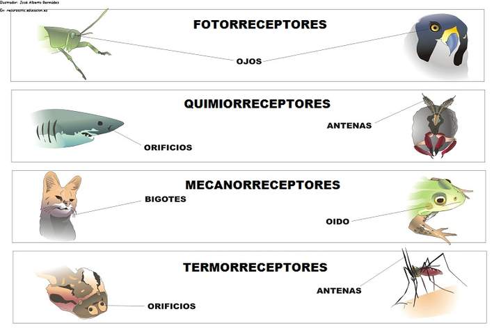 Receptores Sensoriales En Los Animales - Curriculum Nacional. MINEDUC ...