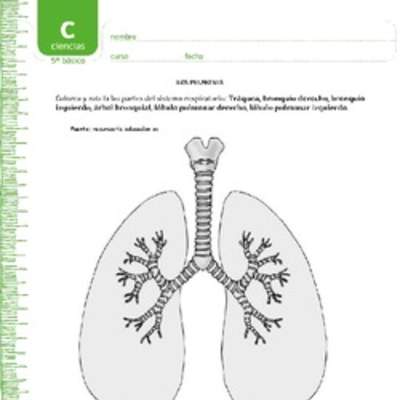 Colorea los pulmones