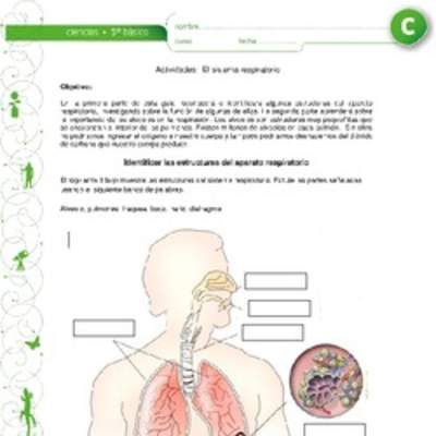 El sistema respiratorio