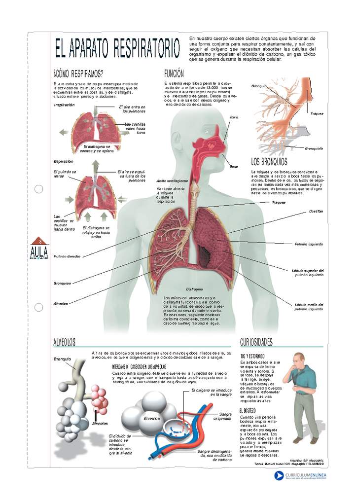 Resultado de imagen para sistema respiratorio infografÃ­a