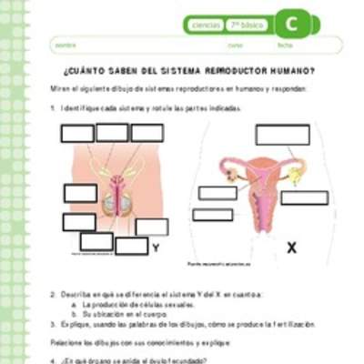 Sistema reproductor