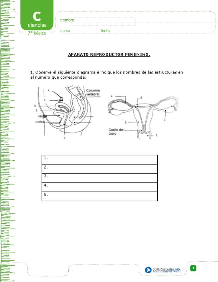 Aparato Reproductor Femenino Curriculum Nacional Mineduc Chile Images 7144