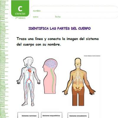 Identifica los sistemas del cuerpo humano