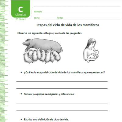 Etapas del ciclo de vida de los mamíferos