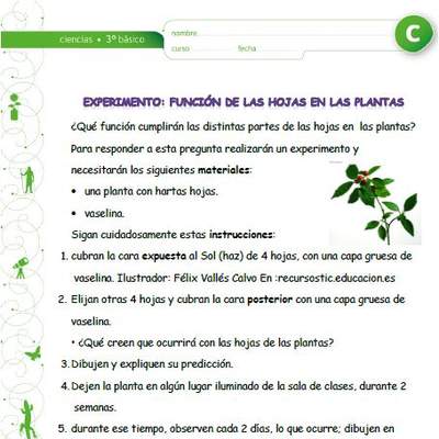 Experimento: La función de las hojas en las plantas