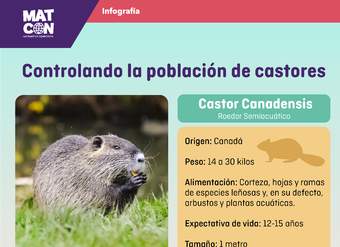 Infografía: Control de la población de castores