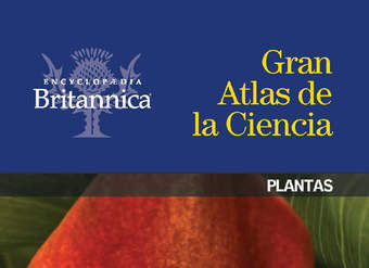 Plantas