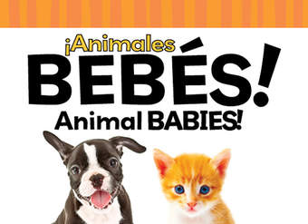 Animales bebés (Animal Babies)
