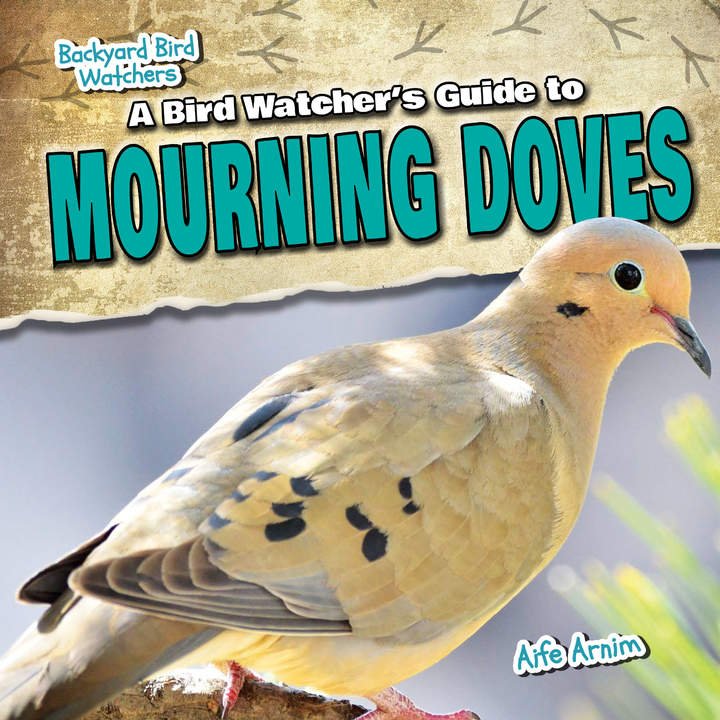 A Bird Watcher's Guide to Mourning Doves