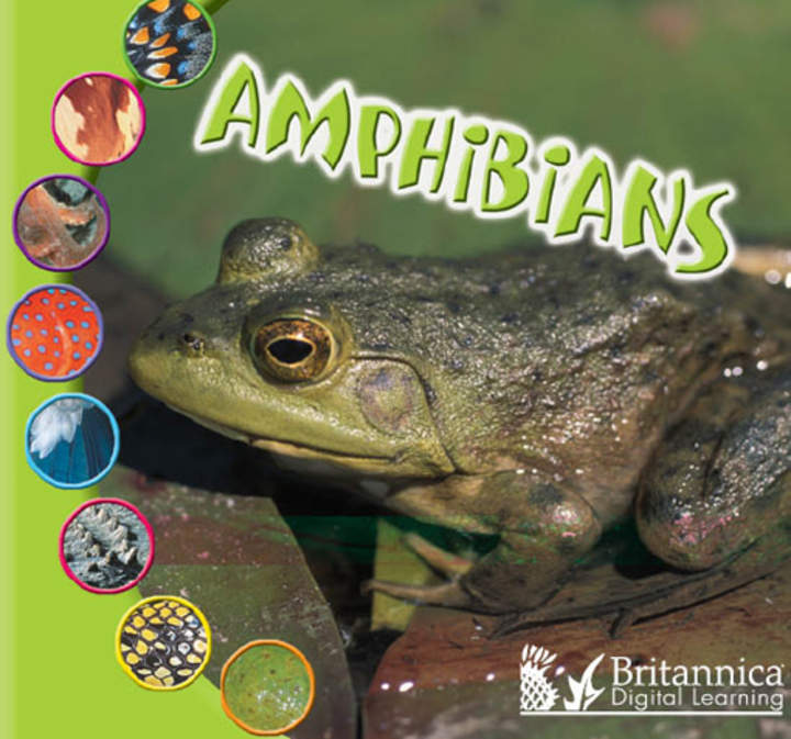 Amphibians