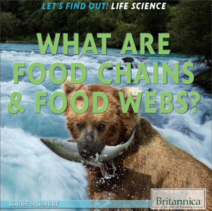 What Are Food Chains &amp; Food Webs?