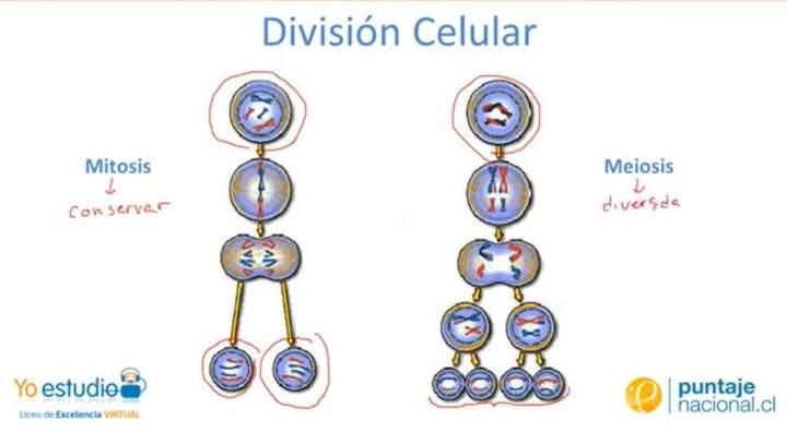 La meiosis y la mitosis