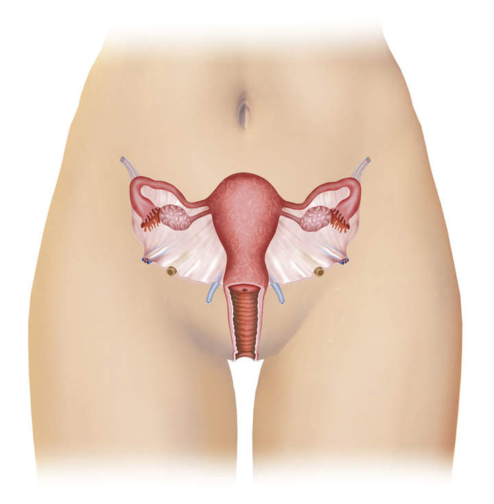 Órganos reproductores femeninos