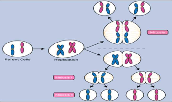 Mitosis, meiosis y reproducción sexual.