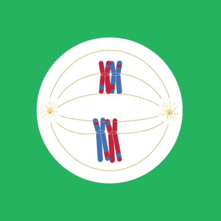 Fases de la meiosis