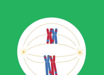 Fases de la meiosis