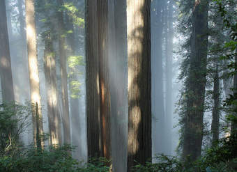 Secuoyas gigantes y niebla