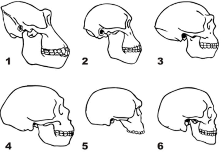 Evolución humana