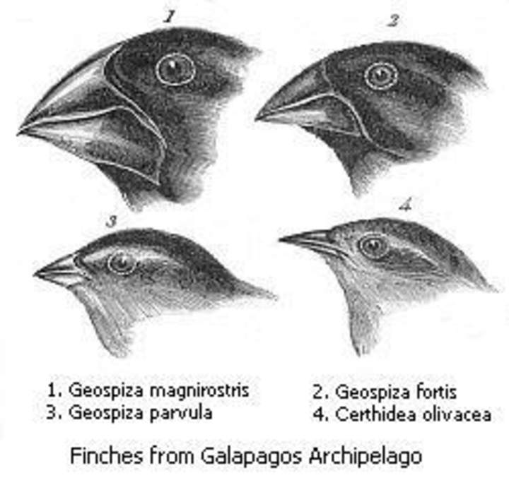 Evolución vs selección natural