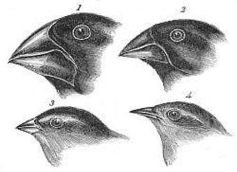 Evolución vs selección natural