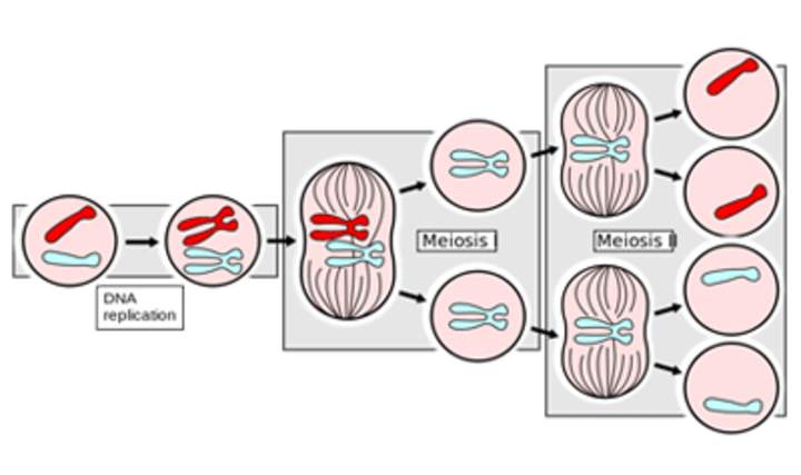 Mitosis