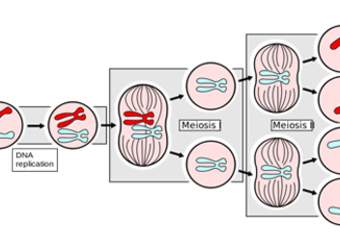 Mitosis