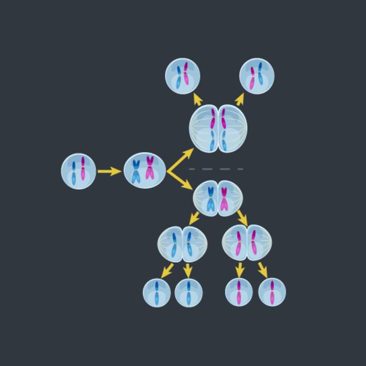 "Yo" en la meiosis