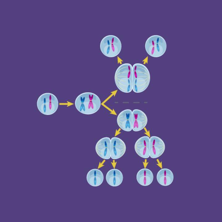 Meiosis - Hecho súper fácil - Animación