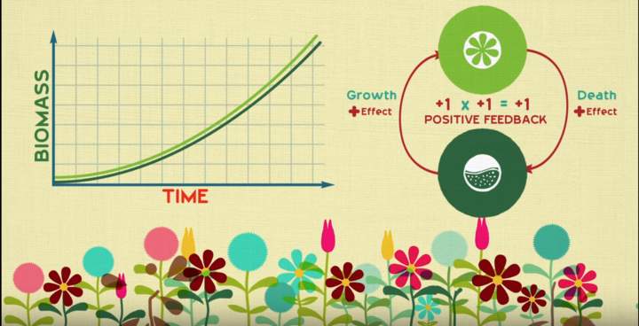 Bucles de retroalimentación: cómo la naturaleza obtiene sus ritmos