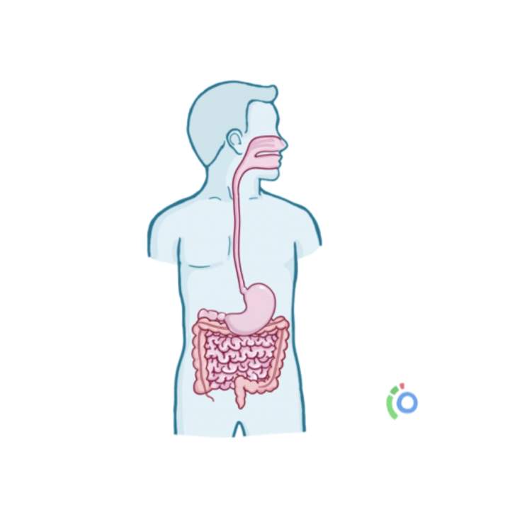 Anatomía y fisiología gastrointestinal