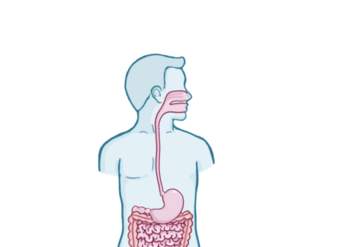 Anatomía y fisiología gastrointestinal