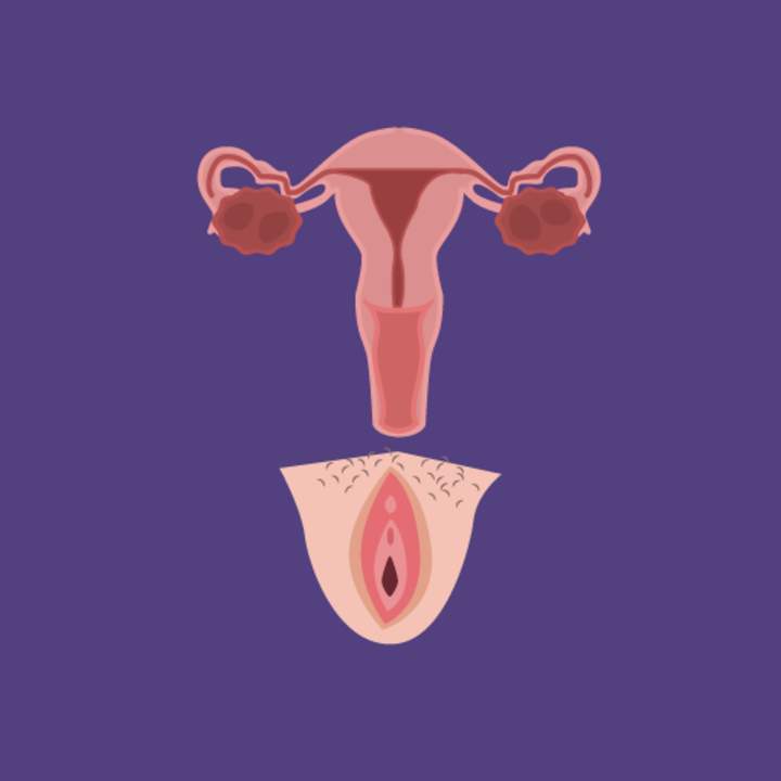 Sistema reproductivo femenino hecho fácil