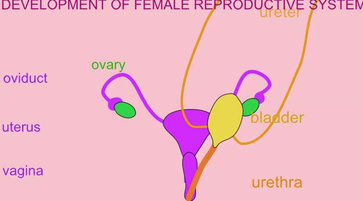 Desarrollo del sistema reproductor femenino