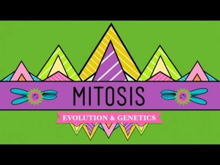 Mitosis: dividirse es complicado - Curso intensivo