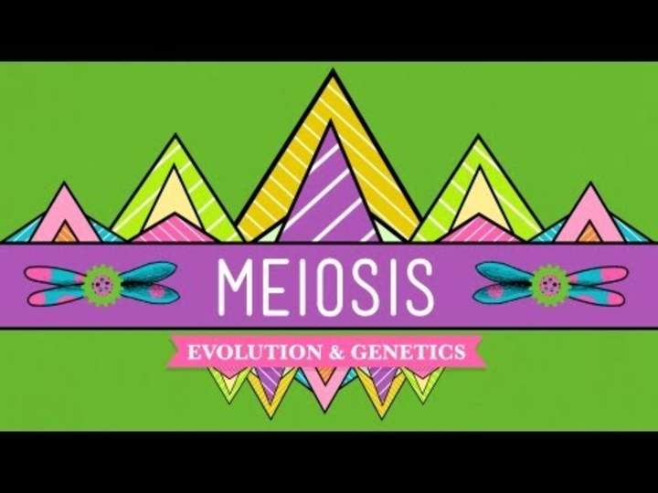 Meiosis: donde comienza el sexo - CrashCourse