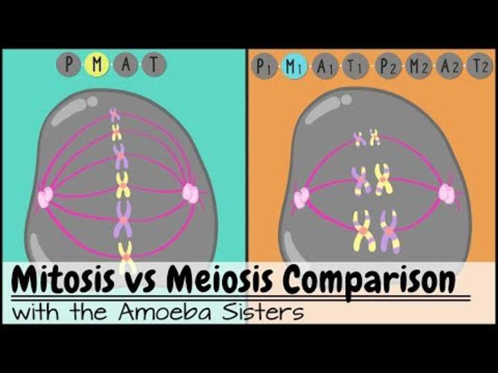 Mitosis vs. Meiosis: Comparación lado a lado